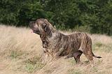FILA BRASILEIRO 167